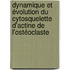 Dynamique et évolution du cytosquelette d'actine de l'ostéoclaste