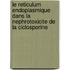 Le Reticulum Endoplasmique Dans La Nephrotoxicite De La Ciclosporine