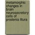 Metamorphic Changes In Brain Neurosecretory Cells Of Prodenia Litura
