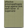 Effective entomopathognic fungi against pink stem borer  in sugarcane door Tesfaye Hailu