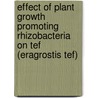 Effect of Plant Growth Promoting Rhizobacteria on Tef (Eragrostis Tef) door Delelegn Woyessa