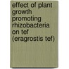 Effect of Plant Growth Promoting Rhizobacteria on Tef (Eragrostis Tef) by Delelegn Woyessa