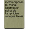 Métamorphose du réseau locomoteur spinal de l'amphibien Xenopus laevis by Anna Beyeler