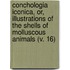 Conchologia Iconica, Or, Illustrations of the Shells of Molluscous Animals (V. 16)