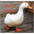 Choosing And Keeping Ducks And Geese: A Beginners Guide To Identification, Care, And Husbandry Of Over 35 Species