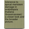 Tolerance to Apical Meristem Damage in Arabidopsis Thaliana (Brassicaceae): A Closer Look and the Broader Picture. door Joshua Alexander Banta