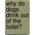 Why Do Dogs Drink Out of the Toilet?