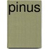 Pinus