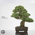 Bonsai