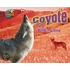 Coyote