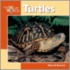 Turtles