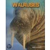 Walruses