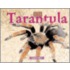 Tarantula