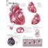 The Heart