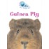 Guinea Pig