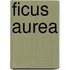 Ficus Aurea
