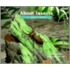 About Insects