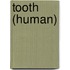 Tooth (human)
