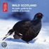Wild Scotland