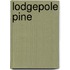 Lodgepole Pine