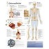 Osteoarthritis