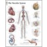 Vascular System