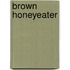 Brown Honeyeater