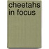 Cheetahs in Focus