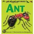 Bouncing Bugs - Ant