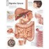 The Digestive System