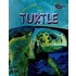 The Life of a Turtle