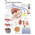 Understanding Diabetes