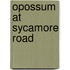 Opossum at Sycamore Road