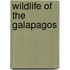 Wildlife Of The Galapagos