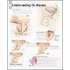 Understanding the Prostate
