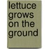 Lettuce Grows On The Ground