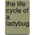 The Life Cycle Of A Ladybug