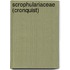 Scrophulariaceae (Cronquist)