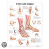 Foot and Ankle Anatomical Chart door Anatomical Chart Company