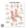 Foot and Ankle Anatomical Chart door Anatomical Chart Company