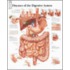 Diseases of the Digestive System