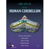 Mri Atlas Of The Human Cerebellum