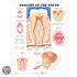 Anatomy of the Teeth Anatomical Chart