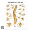 The Vertebral Column Anatomical Chart door Anatomical Chart Company