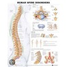 Human Spine Disorders Anatomical Chart door Anatomical Chart Company