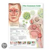 Understanding the Common Cold Anatomical Chart by Acc