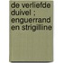 De verliefde duivel ; Enguerrand en Strigilline