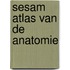 Sesam atlas van de anatomie