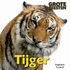 Tijger