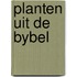 Planten uit de bybel